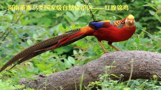 9e174fb9d7674f6c8278a1a64435f2f4.jpg 9e174fb9d7674f6c8278a1a64435f2f4.jpg